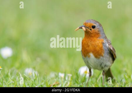 Rotbarsch (Erithacus rubecula) auf Rasen mit Mehlwurm (Tenebrio molitor) im Schnabel, Garten, Sommerfütterung, Vogel des Jahres 2021, Niedersachsen Stockfoto