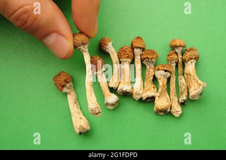 Psilocybe Cubensis Pilze in der Menschenhand auf grünem Hintergrund. Psilocybin psychedelische Zauberpilze Golden Teacher. Draufsicht, flach liegend. Mikrodosin Stockfoto