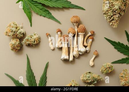 Psychedelischer Ausflug, CBD-Erholung. Mikrodosierkonzept. Getrocknete Psilocybe-Pilze und Cannabisknospen auf Elfenbeingrund. Stockfoto