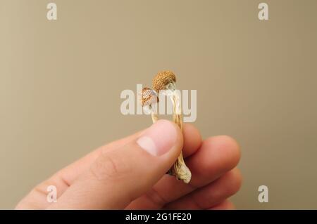 Psilocybin-Pilze in der Hand des Mannes auf braunem Hintergrund. Psychedelische Magie Golden Teacher Pilze. Medizinische Verwendung. Mikrodosierkonzept. Stockfoto