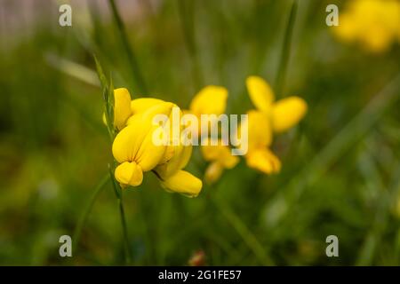 Lotus corniculatus, ein gewöhnlicher Vogelfuß-Trefoil, blüht im späten Frühjahr bis zum Frühsommer in einem Garten in Surrey, Südostengland Stockfoto