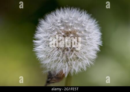 Nahaufnahme des Samenkopfes von Taraxacum officinale, einer intakten Löwinenuhr, im späten Frühjahr in einem Garten in Surrey, Südostengland Stockfoto