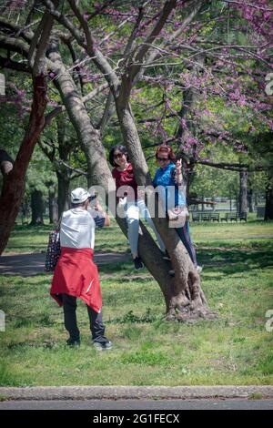 Zwei asiatische amerikanische Frauen klettern auf einen Kirschblütenbaum und posieren für ein glückliches Foto. Im Flushing Meadows Corona Park in Queens, New York City. Stockfoto