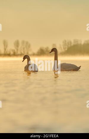 Mute Schwäne (Cygnus olor) schwimmen bei Sonnenaufgang auf der donau, Bayern, Deutschland Stockfoto