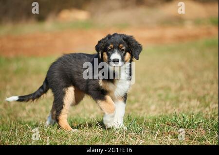 Mischbred-Hund (Australian Shepherd und Golden Retriever), Bayern, Deutschland Stockfoto