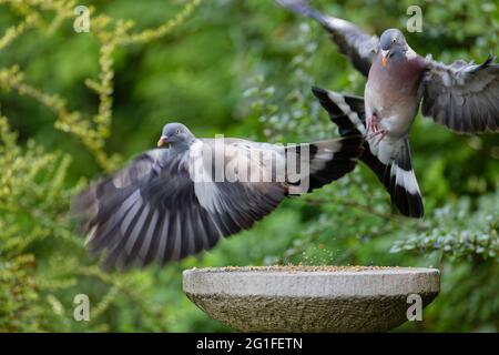 Zwei gewöhnliche Holztauben, Columba palumbus, zangeln an einem Steinvogeltisch in einem Garten im Frühjahr in Surrey, Südostengland, Großbritannien Stockfoto