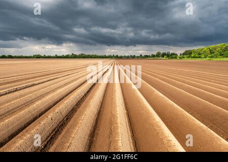 Landwirtschaftliche Feld mit geraden Reihen im Frühjahr. Kartoffeln anbauen. Regnerische dunkle Wolken im Hintergrund Stockfoto