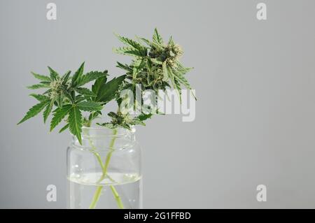 Cannabiszweige mit blühenden Knospen in einem Glas auf grauem Hintergrund. Marihuana-Pflanze als häusliche Blume im häuslichen Inneren. Frisches Unkraut blüht. CBD Stockfoto