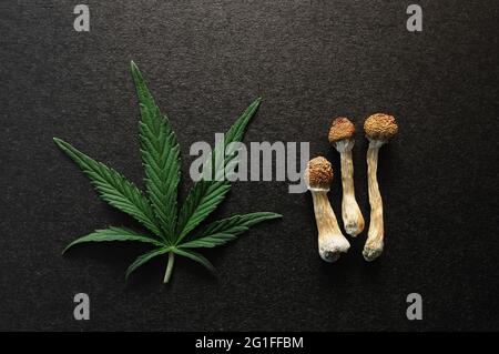 Getrocknete Psilocybe cubensis Psilocybin-Pilze und Cannabisblatt auf schwarzem Hintergrund, flach liegend. Psychedelischer Trip. Natürliche Kräutertherapie. Spiritueller Exp Stockfoto