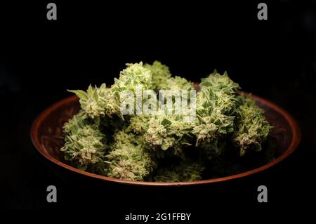 Erntezeit von Cannabis. Trocknen von natürlichen Marihuana-Blüten aus der Nähe. Getrimmtes Unkraut in runder Schale isoliert auf schwarzem Hintergrund. Marihuana Stadt wächst. Stockfoto