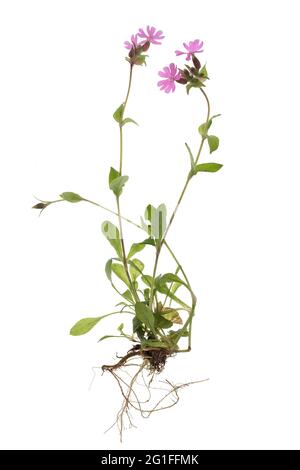 Roter campion (Silene dioica) auf weißem Grund, Studioaufnahme, Deutschland Stockfoto