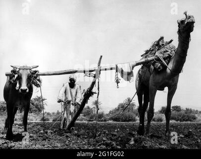 Geographie / Reisen, Ägypten, Landwirtschaft, Anbau, Mann auf Acre, Mit Pflug, ca. 1960er, ZUSÄTZLICHE-RECHTE-CLEARANCE-INFO-NICHT-VERFÜGBAR Stockfoto