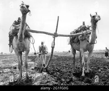 Geographie / Reisen, Ägypten, Landwirtschaft, Anbau, Mann auf Acre, Mit Pflug, ca. 1960er, ZUSÄTZLICHE-RECHTE-CLEARANCE-INFO-NICHT-VERFÜGBAR Stockfoto