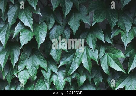 Nahaufnahme Naturansicht von Grün kreatives Layout aus grünen Blättern im Wald. Copyspace machen Verwendung als natürliche grüne Pflanzen und Ökologie Hintergrund. Flach liegend. Natur Hintergrund Stockfoto