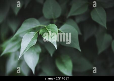 Nahaufnahme Naturansicht von Grün kreatives Layout aus grünen Blättern im Wald. Copyspace machen Verwendung als natürliche grüne Pflanzen und Ökologie Hintergrund. Flach liegend. Natur Hintergrund Stockfoto