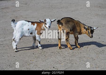 Junge Hausziegen (Capra aegagrus hircus) (ehemals Capra hircus), Brandenburg, Deutschland Stockfoto