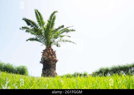 Palme auf grünem Rasen Hinterhof mit üppigem Gras auf klarem Himmel Hintergrund Stockfoto