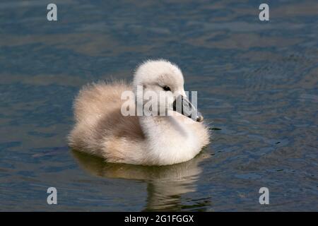 Stumme Schwäne (Cygnus olor) Küken, Schleswig-Holstein, Deutschland Stockfoto