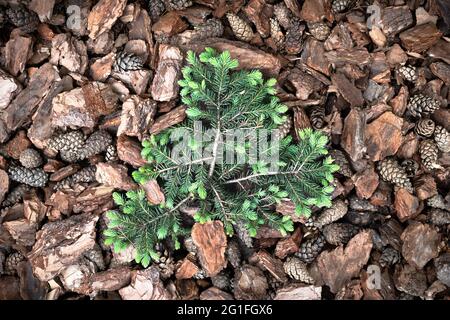 Grüne dekorative Tanne auf Kiefernrinde Nuggets Schicht für die Gartenarbeit verwendet. Natürliche Textur Stockfoto