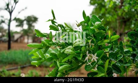 Nahaufnahme einer weißen Blume mit Karanda-Früchten oder Carunda, Christi .Carissa-Karandas und Wassertropfen. Stockfoto