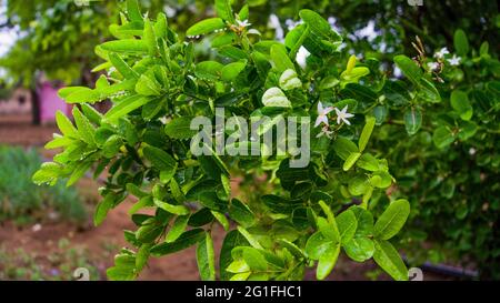 Frischer weißer Blumenstrauß von Karanda, Carunda, Christdorn, Carissa carandas, grüne Blätter. Stockfoto