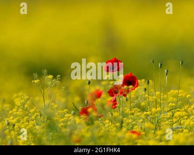 Mohnblumen (Papaver rhoeas) zwischen gelben Blüten, Niederrhein, Nordrhein-Westfalen, Deutschland Stockfoto