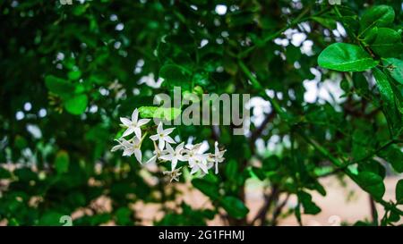 Nahaufnahme einer weißen Blume von Karanda-Früchten oder Carunda, der Carissa carandas Linn von Christus Stockfoto