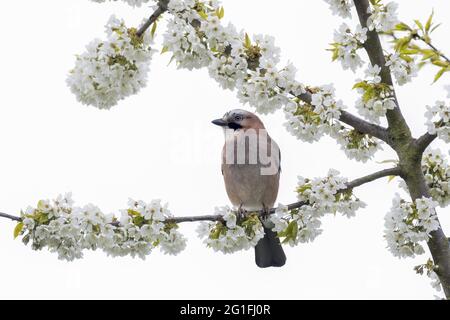 Eurasischer eichelhäher (Garrulus glandarius), der auf einem Zweig eines blühenden Kirschbaums sitzt, Hessen, Deutschland Stockfoto