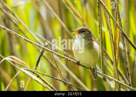 Schilfrohrsänger (Acrocephalus scirpaceus) auf einem Schilf sitzend, singend, Hessen, Deutschland Stockfoto