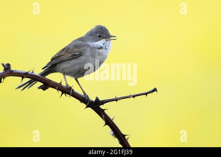 Gewöhnlicher Weißdorn (Sylvia communis), singend, auf Brombeerzweig, Hessen, Deutschland Stockfoto