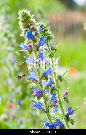 Gemeine Viper-Käfer (Echium vulgare) mit dem Sammeln von Wildbiene Rote Maurerbiene (Osmia bicornis), fliegen, sammeln, bestäuben, Naturgarten der Stockfoto