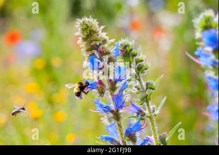 Gemeine Viper-Käfer (Echium vulgare) mit Wildbiene Rote Maurerbiene (Osmia bicornis) und Gartenhummel (Bombus hortorum), fliegen, sammeln Stockfoto