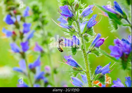 Gemeine Viper-Käfer (Echium vulgare) mit Wildbiene Rote Maurerbiene (Osmia bicornis), Sammeln, Bestäuben, Naturgarten des Naturschutzes Stockfoto