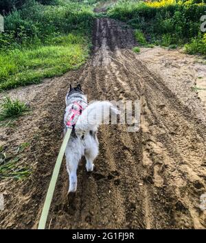 Malamute an der Leine. Malamute outguly. Folow me Dog. Stockfoto