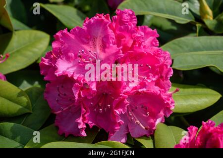 Rosa Rhododendron in einem Garten Stockfoto