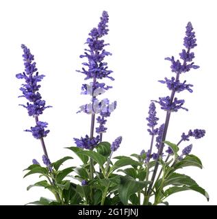 Salvia farinacea mit Blumen auf weißem Hintergrund Stockfoto