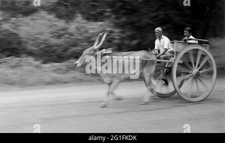 Ein alter Mann, der 1980 in Coimbatore, Tamil Nadu, Indien, auf einem galoppierenden Bollerwagen ritt Stockfoto