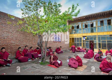 Junge tibetische Novizen in roten Mönchsroben, die religiöse Texte lesen, Mönchsschüler in der buddhistischen Klosterschule, im Tongren-Kloster, in Repkong, Qinghai Stockfoto