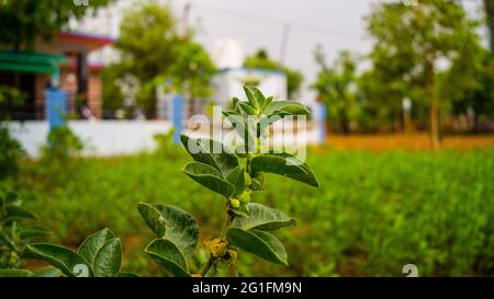 Immunitätsverstärker-Pflanze, Withania somnifera, allgemein bekannt als ashwagandha seine Wurzeln und orange-rote Frucht wurden seit Hunderten von Jahren für medi verwendet Stockfoto