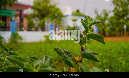 Withania somnifera wächst im Feld, Indien. Winter Kirsche Früchte und Blätter verwendet, um Immunität Macht zu erhöhen. Stockfoto