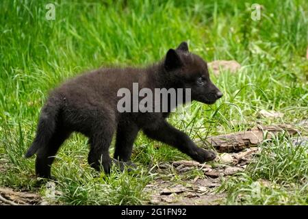 Timberwolf, amerikanischer Wolf (Canis lupus occidentalis), gefangen, Welpen auf einer Wiese, Deutschland Stockfoto