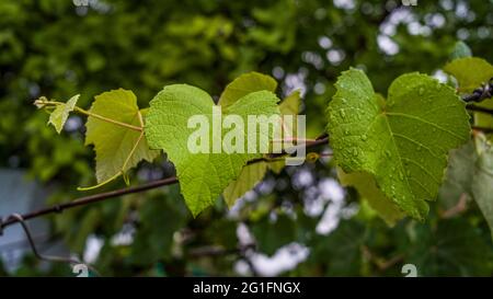 Weintrauben Blätter mit Wassertropfen isoliert auf verschwommenem Hintergrund. Traubenzweig mit Blättern aus nächster Nähe Stockfoto