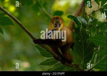 Unger Eichhörnchen Affen (Saimiri oerstedii) sehr verträumt in den Gipfeln der Bäume, Tortuguero Nationalpark, Costa Rica Stockfoto