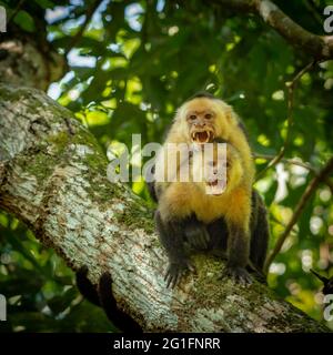 Kapuzineraffen (Cebus Imitator) verteidigt sein Territorium, Naturschutzgebiet, Costa Rica Stockfoto