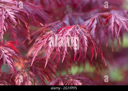 Nahaufnahme von Blättern von Acer palmatum dissectum Granat, japanischem Ahorn, lila Burgunderblättern, Frühling, Mai, VEREINIGTES KÖNIGREICH Stockfoto