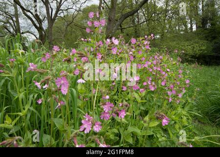 Red Campion, Red Catchfly, Silene dioica, Melandrium rubrum, Mai, VEREINIGTES KÖNIGREICH Stockfoto