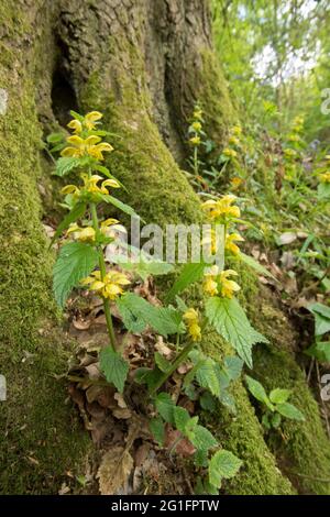 Gelber Erzengel, Lamium galeobdolon, Lamium luteum, Weaselschnauze, Weaselschnauze, Mai, Großbritannien Stockfoto