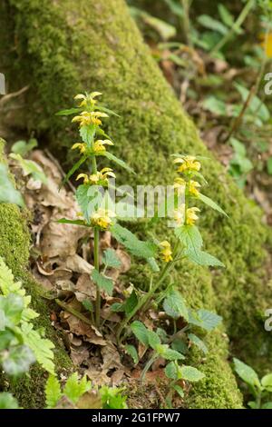 Gelber Erzengel, Lamium galeobdolon, Lamium luteum, Weaselschnauze, Weaselschnauze, Mai, Großbritannien Stockfoto