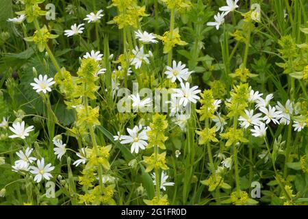 Größere Stichwürze, Adderfleisch, Stellaria holostea, Kreuzkraut, glattes Betstroh, Cruciata laevipes, Mai, Großbritannien Stockfoto