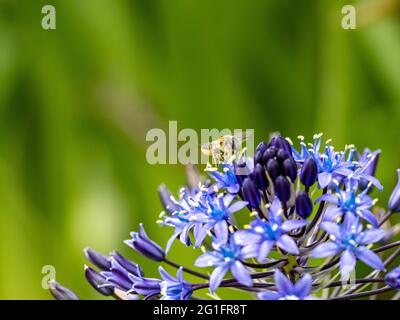 Schöne Aufnahme einer Biene auf portugiesischen Tintenschellblumen (Scilla peruviana) auf verschwommenem Hintergrund Stockfoto